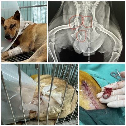 動物急難醫療救助